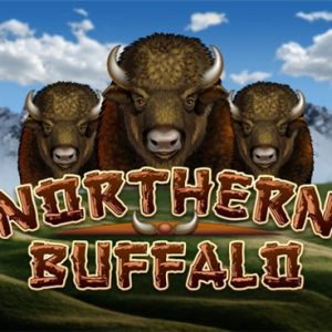 Northern Buffalo